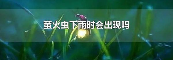 螢火蟲下雨時會出現嗎
